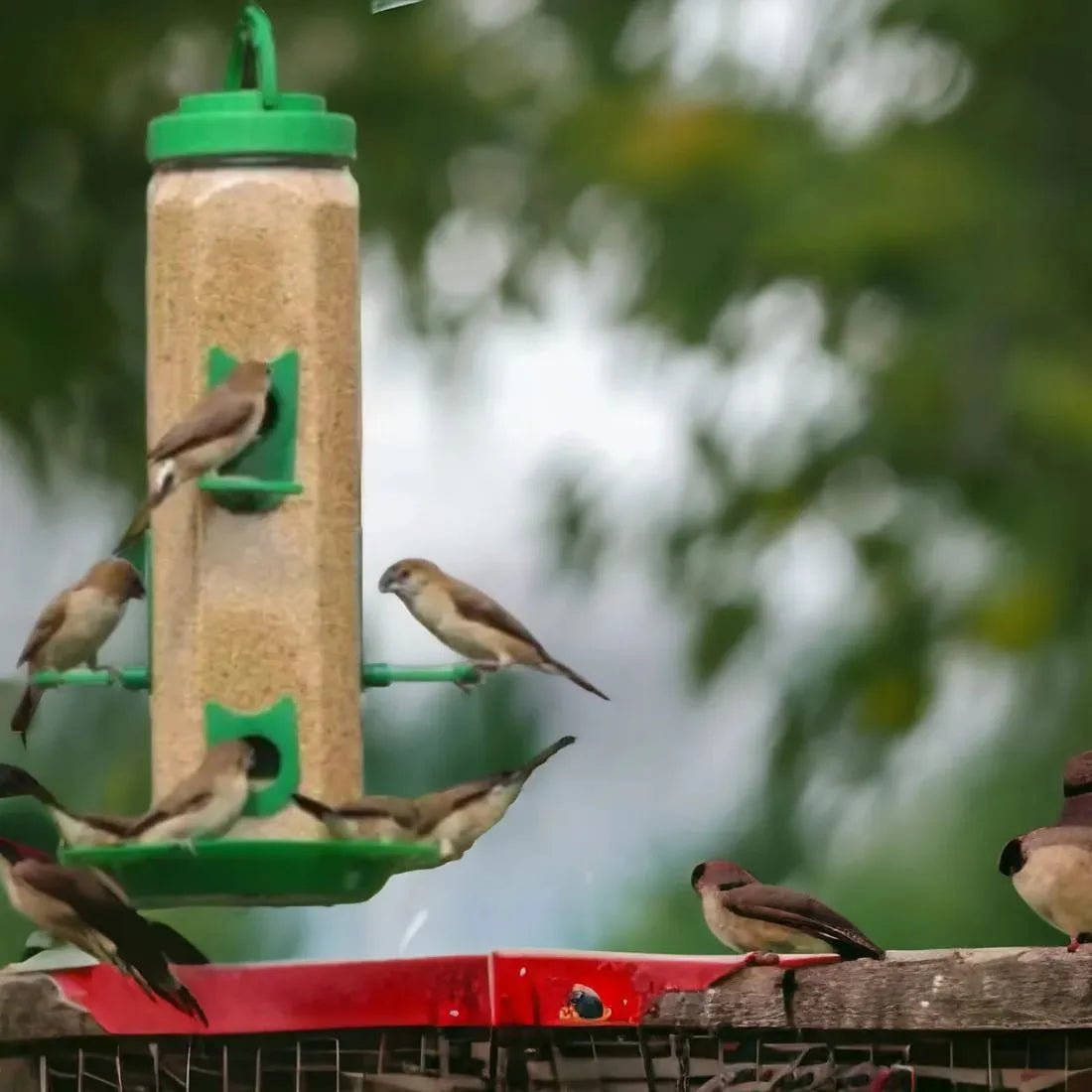 Durable Hanging Bird Feeder for Outdoor Use